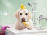 狗狗身上结痂有什么症状?(适合治疗狗狗硬痂的治疗方法)