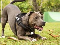 斗牛犬中有纯种的吗?(怎样判断斗牛犬是否纯不纯)