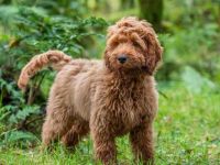 可卡犬吃什么狗粮好?(可卡犬的喂养的注意事项)