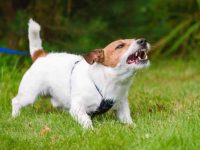 为什么狗狗总是叫个不停?(狗狗一直叫不停的9个原因)