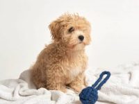 盘点全球出售高质量马尔泰犬的十大排名地点