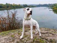 盘点出售高质量阿根廷杜高犬的十大排名地点