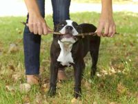 饲养比特犬最容易犯的7个错误,你有没有踩雷?