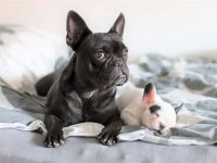 法国斗牛犬的价格是多少?(影响法国斗牛犬成本差异的7个因素)