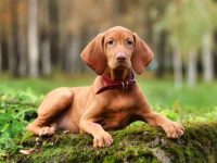 盘点全球出售高质量维兹拉犬的十大排名地点