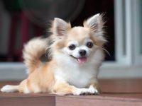 吉娃娃通常死于什么?(延长吉娃娃寿命更长的10个简单技巧)