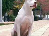 混血阿根廷杜高斗牛犬多少钱一只?(阿根廷杜高斗牛犬杂交的优缺点)