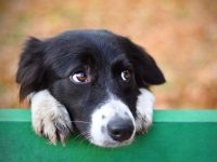 为什么狗狗会露出鲸鱼眼?(狗狗鲸鱼眼有什么特殊的含义?)