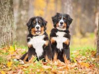 伯恩山犬多少钱一只?(影响伯恩山幼犬成本差异的原因)