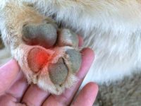 狗狗爪子发红的警告信号有哪些?(狗狗爪子红肿怎么治疗)