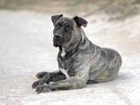 普雷萨加纳利犬每年要花多少钱?(饲养普雷萨加纳利犬的省钱要点)