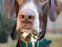 混血杜宾达尔马提亚多少钱一只?(杜宾达尔马提亚杂交的优缺点)