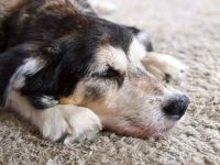 狗狗鼻子干裂结痂用什么药?(有效预防狗鼻子结痂的处理方法)