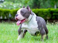 什么是蓝色美国恶霸?(蓝色美国恶霸犬的外观特点)