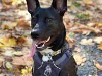 德国牧羊犬比特犬混血要多少钱?(德牧比特犬杂交的优缺点)