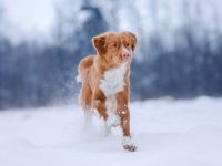 新斯科舍猎鸭寻猎犬多少钱一只?(新斯科舍猎鸭寻猎犬的优缺点)