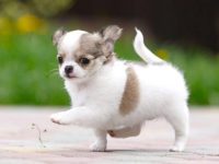 饲养一只吉娃娃每年要多少钱?(吉娃娃的一年的开支及省钱技巧)