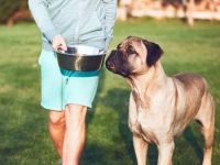 卡斯罗犬一顿吃多少狗粮?(卡斯罗幼犬的喂食标准及技巧)