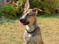 比特犬哈士奇混血要多少钱一只?(比特犬哈士奇杂交的优缺点)