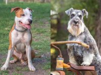 什么是比特犬雪纳瑞混种犬?(比特犬雪纳瑞杂交的起源和历史)