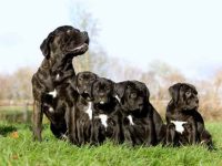 卡斯罗犬要多少钱一只?(影响卡斯罗犬成本价格的5大因素)