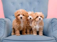 马尔泰犬要多少钱一只?(饲养马尔泰犬每年的成本开销)