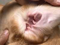 狗狗的耳垢怎么清理干净?(狗狗耳朵的护理常识)