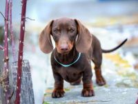 迷你腊肠犬幼犬多少钱一只?(饲养迷你腊肠犬的成本开销)