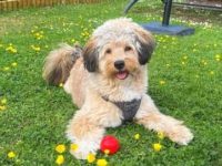 一只斯皮茨贵宾犬要多少钱?(斯皮茨贵宾犬串串的优缺点)