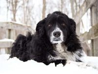 澳大利亚牧羊犬有黑色的吗?(黑色澳大利亚牧羊犬的形态特征)