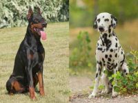 什么是杜宾和达尔马提亚犬的混种?(杜宾达尔马提亚杂交的起源历史)