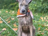 一只大丹比特犬混血要多少钱?(大丹犬比特犬杂交的优缺点)