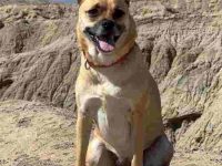 德国牧羊犬哈巴狗混血要多少钱?(德国牧羊犬哈巴狗杂交的优缺点)