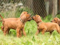 罗得西亚脊背犬的价格是多少?(饲养罗得西亚脊背犬每年的成本花费)