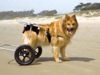 什么是犬髋关节发育不良?(导致狗狗髋关节发育不良的原因)