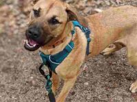 混血黑嘴德国牧羊犬多少钱一只?(德国牧羊犬黑嘴混合犬的优缺点)