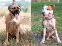 什么是獒犬比特犬混种?(獒犬比特犬杂交的起源和历史)