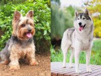 什么是约克夏哈士奇混种?(约克夏哈士奇杂交的起源和历史)