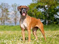 拳师犬为什么要断尾?(拳师犬断尾的优点和缺点)