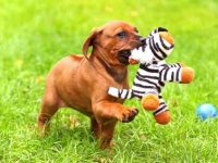 盘点全球出售高质量罗得西亚脊背犬的十大排名地点