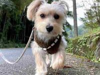 混血马耳他梗犬要多少钱一只?(杂交马耳他犬的优缺点)