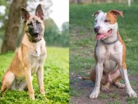 什么是比利时玛利诺犬混合犬?(比利时玛利诺犬斗牛犬杂交起源历史)