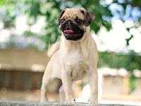 一只小鹿哈巴狗要多少钱?(养小鹿哈巴狗一年的成本开销)