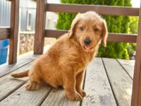 拉布拉多要多少钱一只?(影响拉布拉多成本的六大因素)