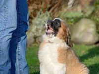 圣伯纳犬吃什么狗粮好?(圣伯纳犬喂养的注意事项)