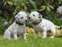 盘点全球出售高质达尔马提亚小狗的十大排名地点