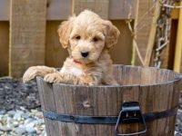 饲养一只金毛每年要花多少钱?(养金毛犬一年的成本开销)