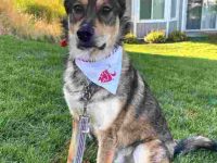 德国澳大利亚牧羊犬混血多少钱?(德牧和澳大利亚牧羊犬杂交优缺点)