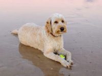 澳大利亚拉布拉多混血多少钱一只?(澳大利亚拉布拉多犬的优缺点)