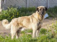 盘点全球出售高质量安纳托利亚牧羊犬的十大排名地点